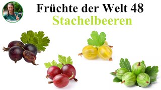 Früchte der Welt 48 – Stachelbeeren Pflanzliche Rohkost Fruchtkost