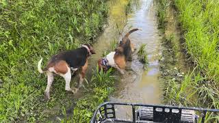 Hound adventure back on the swamp trails.