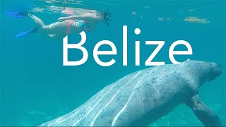 Diving with Turtles, Sharks and Manatees in Belize