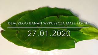 142.🌴🍌Dlaczego Banan wypuszcza małe liście?🍌🌴27.01.2021🍌🌴