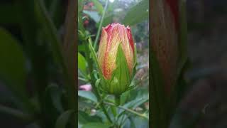 Philippine beautiful flowers  gumamela #gumamela #flowers #viralvideo #viralshort #trending