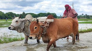 Big Red Bull Plough in agriculture land working // village agriculture land // Cow Videos