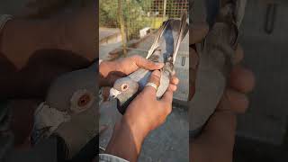 Pigeon || Magnet Breed Madrasi Pigeon ||