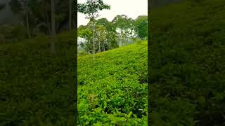 ke indahan berburu di kebun teh..