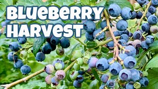 How To Pick Blueberries | Blueberry Picking In Our Backyard