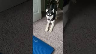 Husky in a funny mood