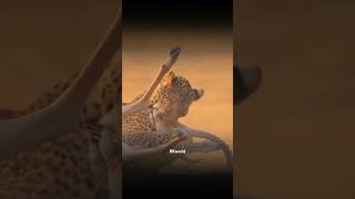 #cheetah #shortsfeed #trendingshorts #wildlifephotography #wildlife #viralvideo #shortsyoutube