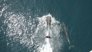 Dolphins near Samothrace, Greece