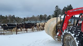 The Cows Are Milking Good! / Cold Beautiful Milk (episode #34) @DairyfarmersCa