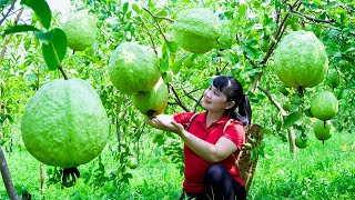 How to Harvest Guava fruit, goes To Market Sell - Harvesting and Cooking |Tieu Vy Daily Life