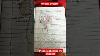 Urinary system//#Antatomy and Physiology //#shorts