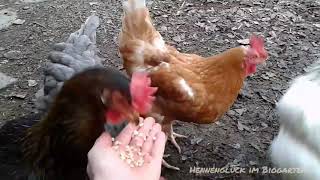 Hackordnung und Vertrauen | chickens pecking order and trust