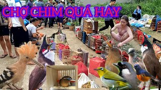 ĐÃ PHÁT HIỆN RA CHỢ CHIM CHÀO MÀO CHỈ 200K CHIM NON NHIỀU HAY QUÁ RỒI