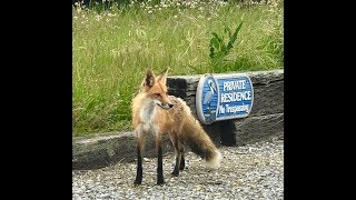 The Fox Trot in Half Moon Bay