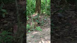 Funny group of Monkey Specail Clips  #shortvideos #Funnyvidoes #shortvideoformonkey 29