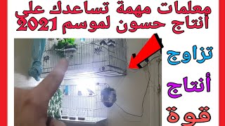 ماذا تفعل قبل أذخال زوج الحسون للقفص أتزاوج ( أشياء لم تكن تعرفها من قبل )