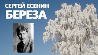 СЕРГЕЙ ЕСЕНИН БЕРЕЗА  #стих #стихотворение #есенин