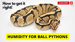 Humidity for Ball Pythons: how to get it right (and why you need to!)