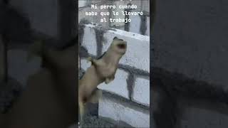 Tu perro sabe bailar : no pov el :perro #viral #humor#shorts #corto #memeshorts #perros