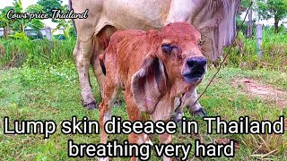 Lump skin disease in Thailand The calf will be heavy And many deaths