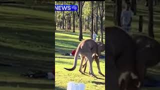 Footage from  channel 9 Queensland show two kangaroos brawling in a caravan park