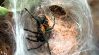 Greenbottle Blue Tarantula Molt.wmv