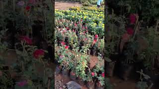 #shorts #Flowers #landscape Flowers Nursery | Kadiyapulanka | Kadiyam | Vineel Karthik all in one