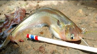 Real Hook Fishing Video I Traditional Hook Fishing in Village Smart By Fishing With Hook