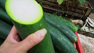 Growing and harvesting winter melon at home, how to have the highest yield