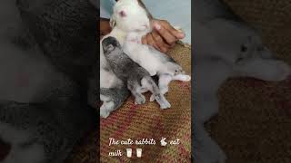 The cute rabbits 🐇 eat milk 🥛🥛 #music #song