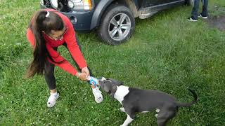 Pitbull amstaff...playing with bottle