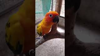 Sun conure|The Doodle Pal