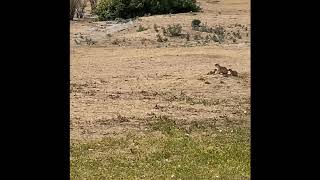 Prairie Dogs