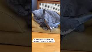 Дружба 🥰 #прикол #юмор #шортс #russia #shortsvideo #попугай #кот #shorts #cat