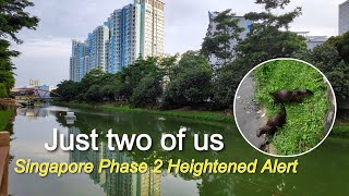 Up close with 2 Wild Otters from Singapore Largest Otter Family travelling 新加坡最大水獭家庭之旅 新加坡自然野生动物