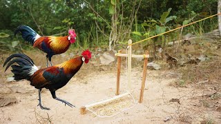 Easy make simple diy wild chicken trap make from wood