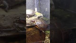 Turtle climbing on a Rock