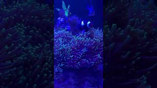 My clownfish hosting in torch coral  دلقک ماهی و تورچ