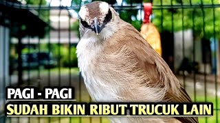 trucukan gacor EMOSI ROPEL PANJANG pancingan trucukan agar bunyi JADIKAN burung trucukan gacor NYAUT