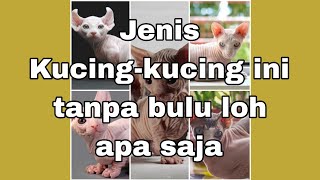 5 jenis kucing tidak berbulu