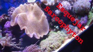 COMO Esquejar Coral Blando SARCOPHYTON | ESQUEJAR CORALES BLANDOS