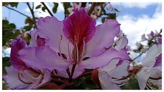 Calm Music with Beautiful Flowers