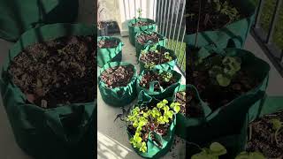 Planting and soil allergies