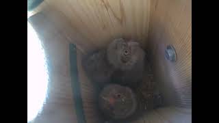 Owlet Climbing in the Box