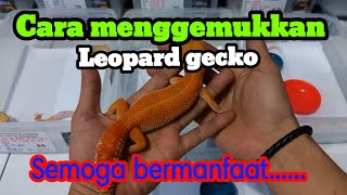 CARA DAN TIPS MENGGEMUKKAN LEOPARD GECKO BABY,REMAJA DAN DEWASA