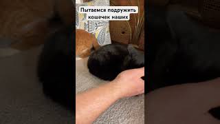 Пока все идёт удачно🐈🐈‍⬛ #cat #жизньвдеревне #заручевье #деревенскаяжизнь #кошки #котэ #кошка #кот