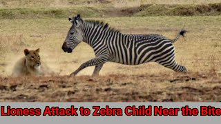 Lioness Attack to Zebra 🦓 Child Near The Bite And Safe His Mom