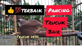 Pancingan Terbaik trucuk betina untuk jantan