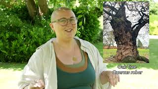 My Favourite Plant - Oak Tree w/ Emily May Armstrong #shorts 🌳🌳