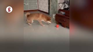 Kedi ile köpeğin 'top' kavgası